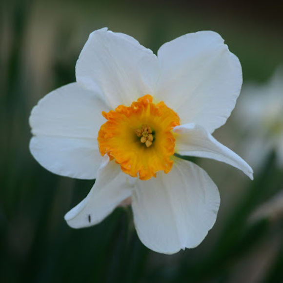 Meet your Posher, Bluegrassannie - Picture 1 of 1